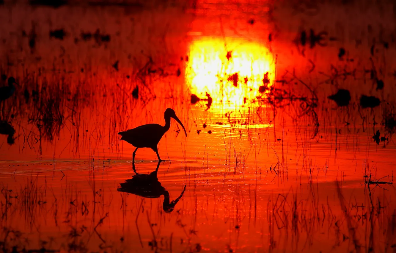 Фото обои вода, закат, отражение, птица, болото, клюв, силуэт