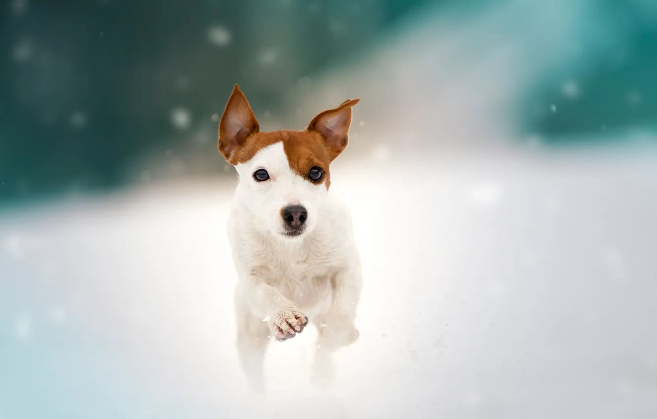Фото обои снег, собака, прогулка, пёсик, Джек-рассел-терьер