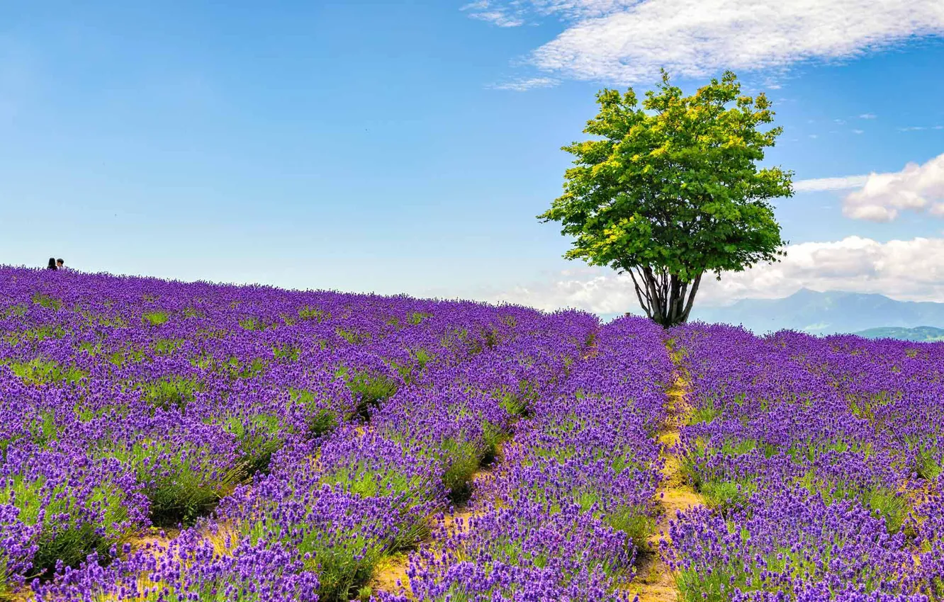Фото обои цветы, парк, дерево, Япония, сад, лаванда, остров Хоккайдо, Hinode Lavender Garden