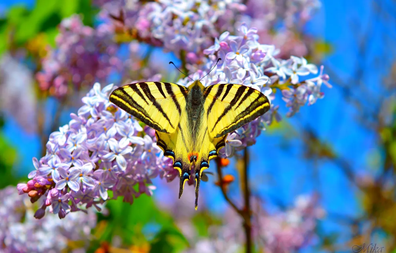 Фото обои Макро, Бабочка, Сирень, Цветение, Macro, Butterfly, Flowering