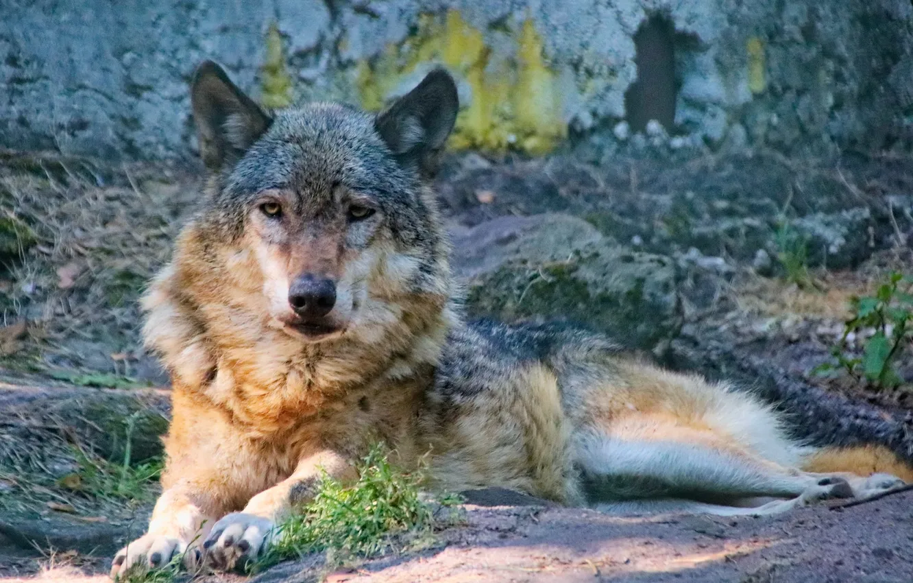 Фото обои nature, predator, animal, wolf, wildlife, portrait, portrait., Canis lupus. face