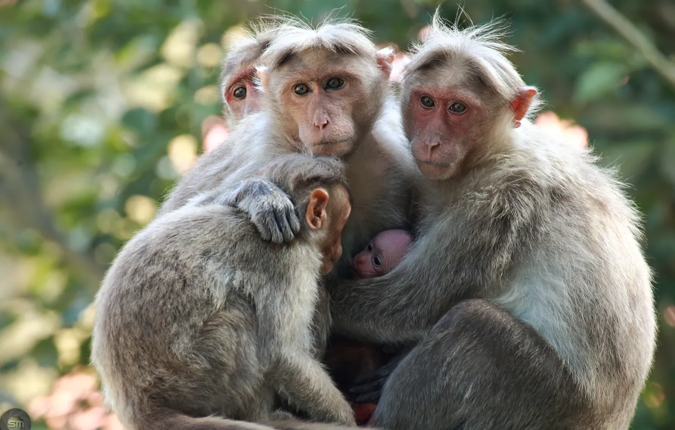 Фото обои природа, семья, обезьяны