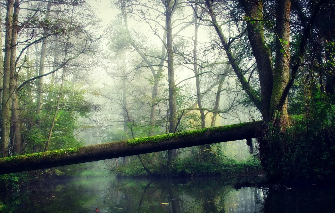 Фото обои лес, деревья, туман, озеро, отражение, ветка