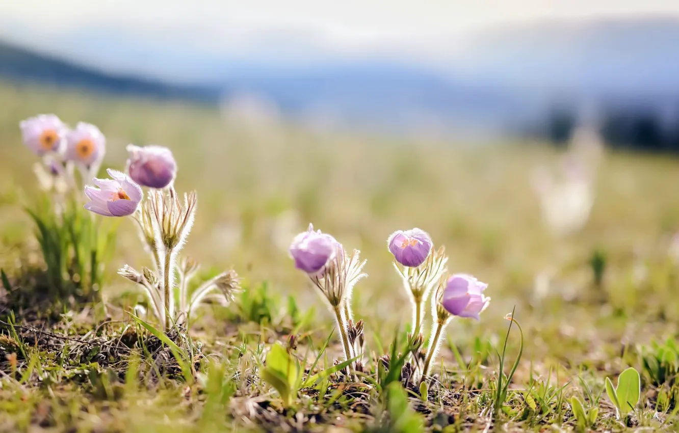 Фото обои лето, свет, цветы, природа, сон-трава, прострел