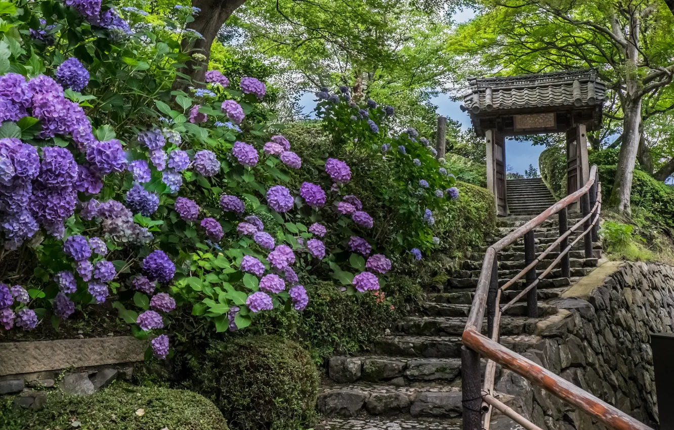 Фото обои цветы, Япония, лестница, храм, Japan, Kyoto, Киото, гортензии