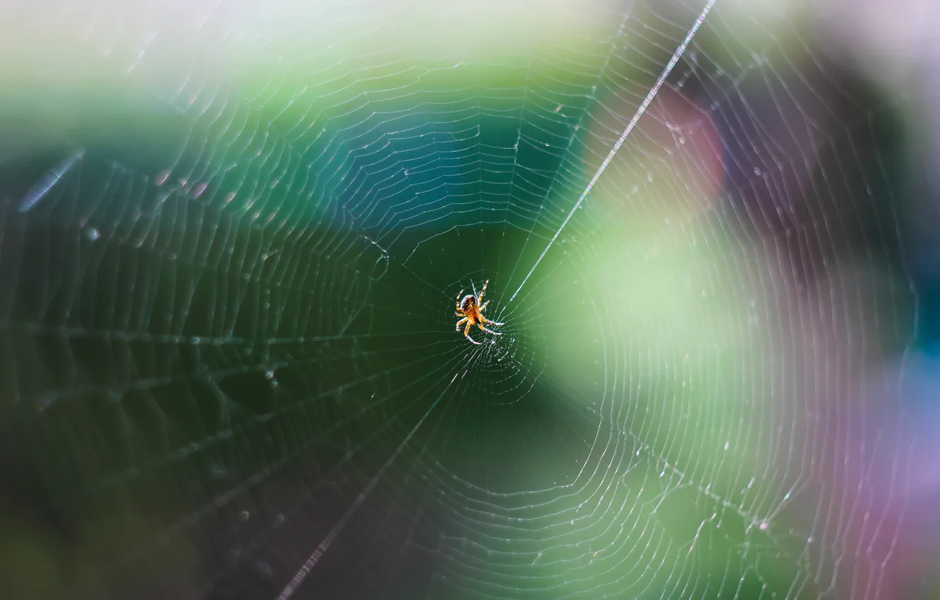 Фото обои макро, природа, macro, паутина. паук