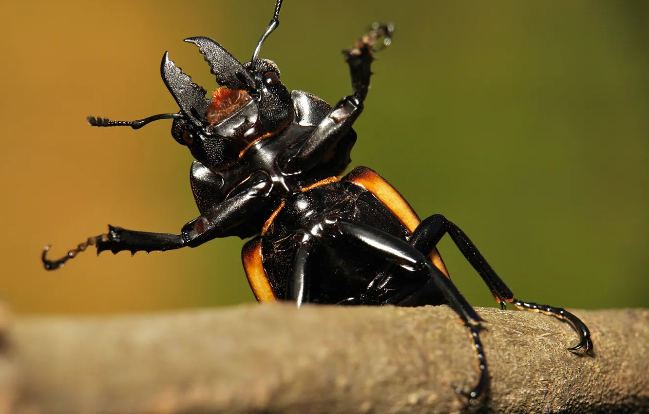 Фото обои eyes, branch, paws, antennae, tusks, male stag beetle