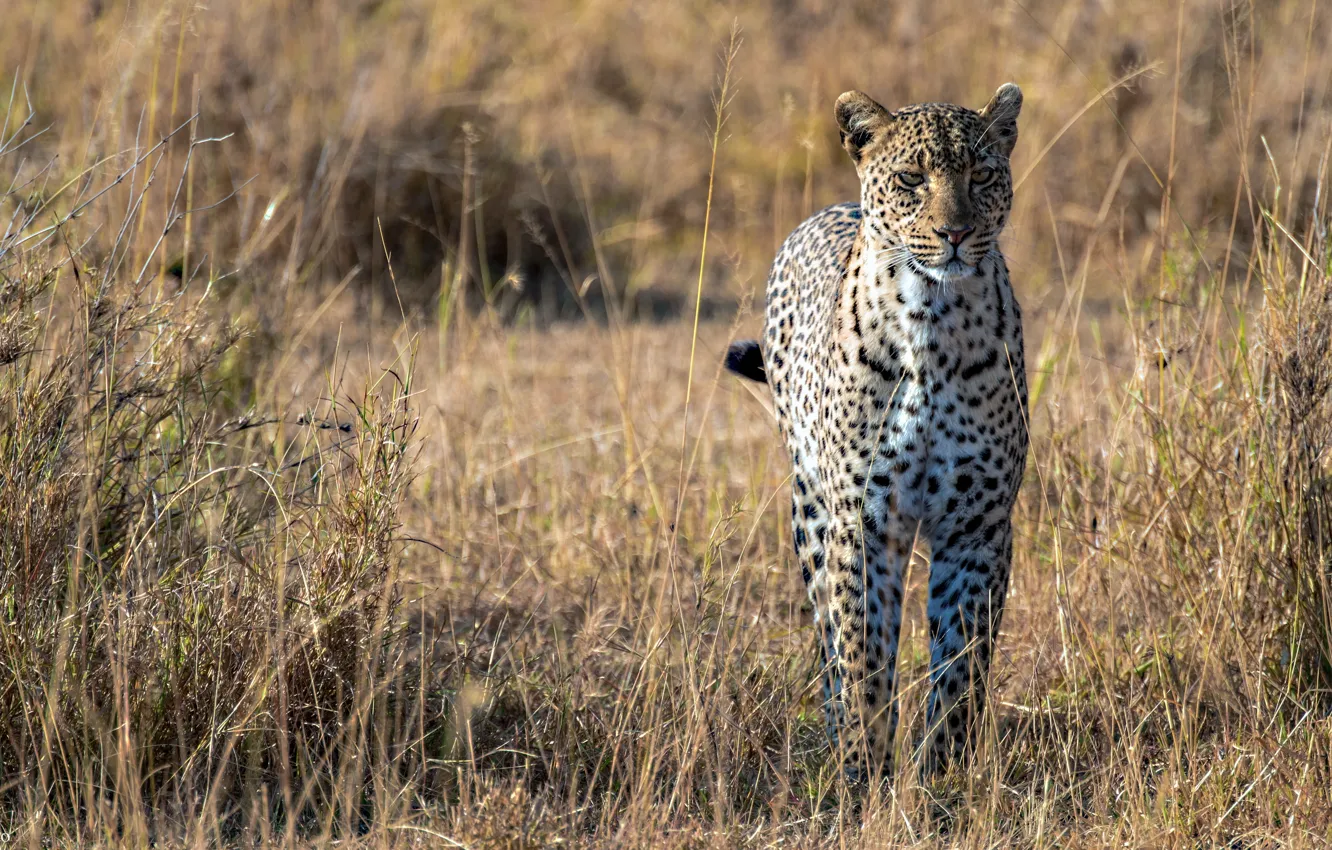 Фото обои хищник, леопард, саванна, африка, большая кошка