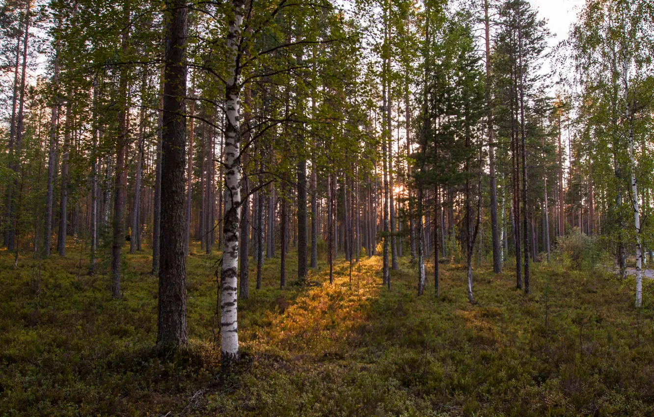 Фото обои солнце, закат, лес. деревья