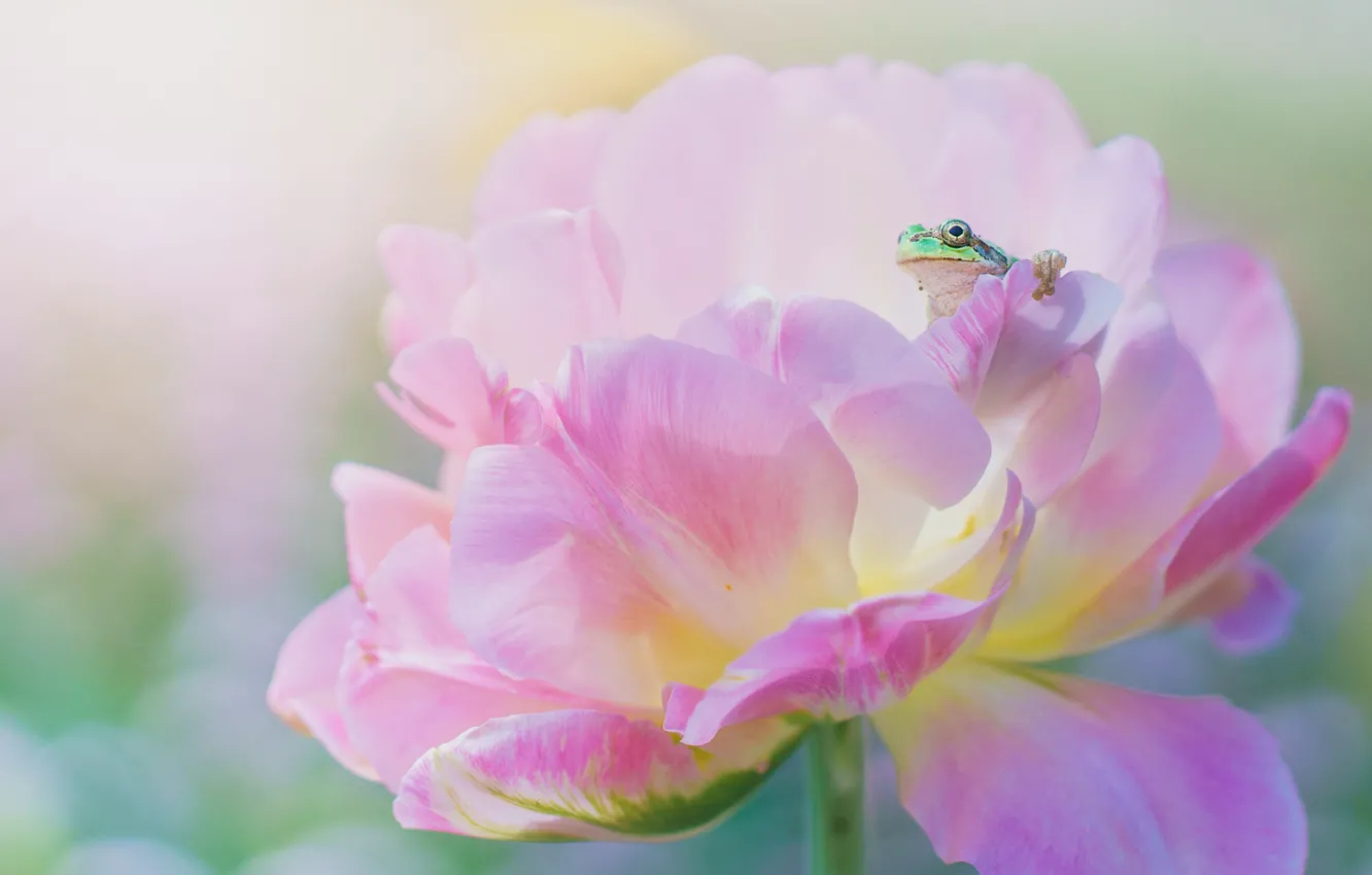 Фото обои цветок, макро, розовый, лягушка, весна, лепестки, зеленая, пион