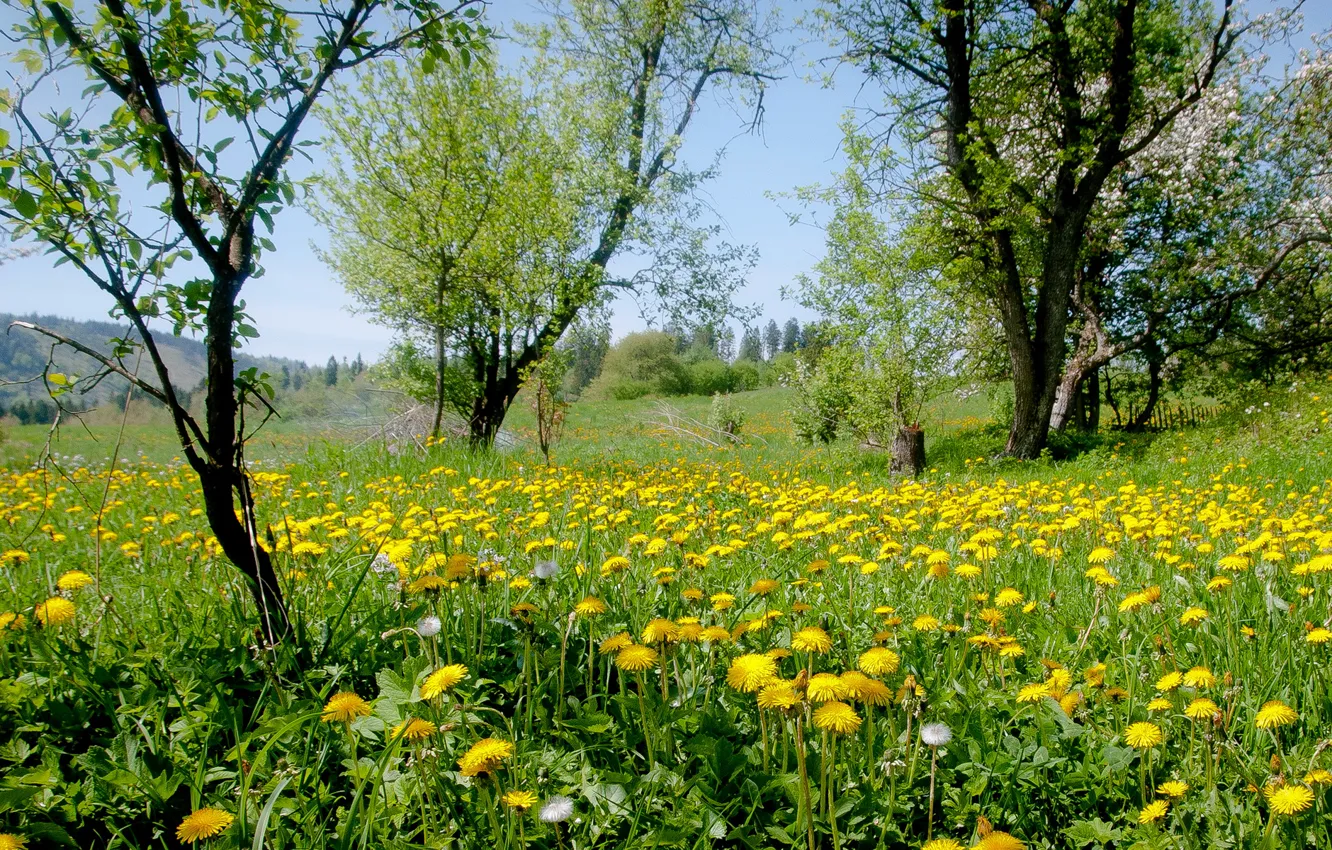 Фото обои трава, деревья, цветы, природа, желтые, луг, одуванчики