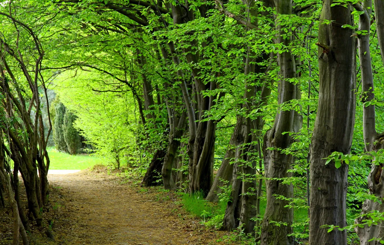 Фото обои деревья, дорожка, арка, Парк