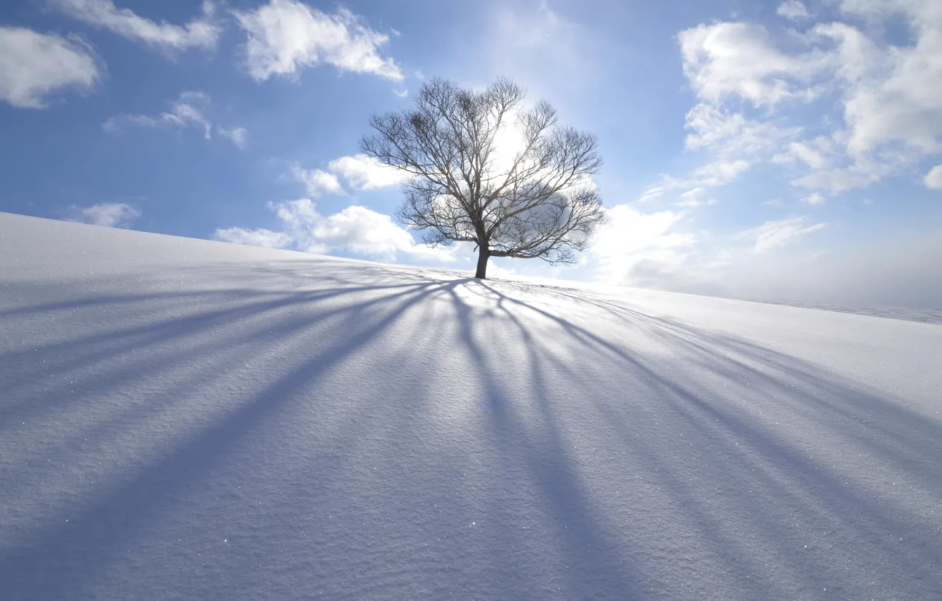 Фото обои зима, солнце, снег, природа, дерево