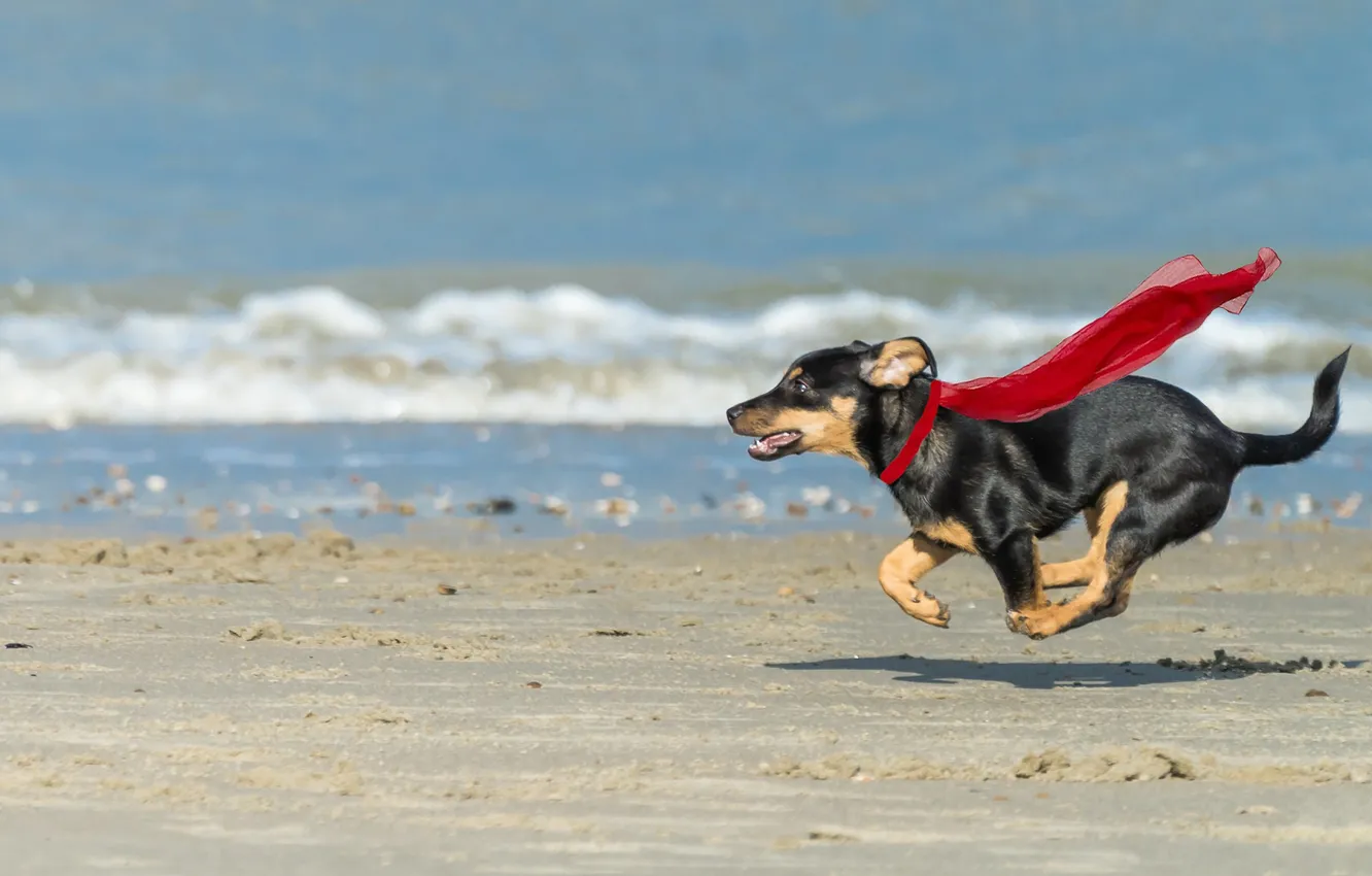 Фото обои море, пляж, собака, бег, супердог