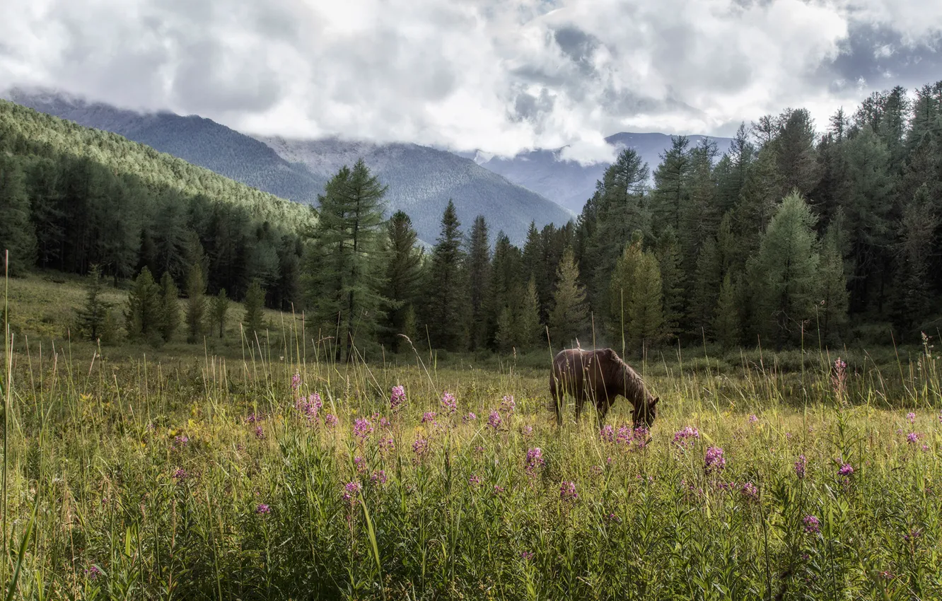 Фото обои трава, облака, пейзаж, горы, природа, животное, конь, лошадь