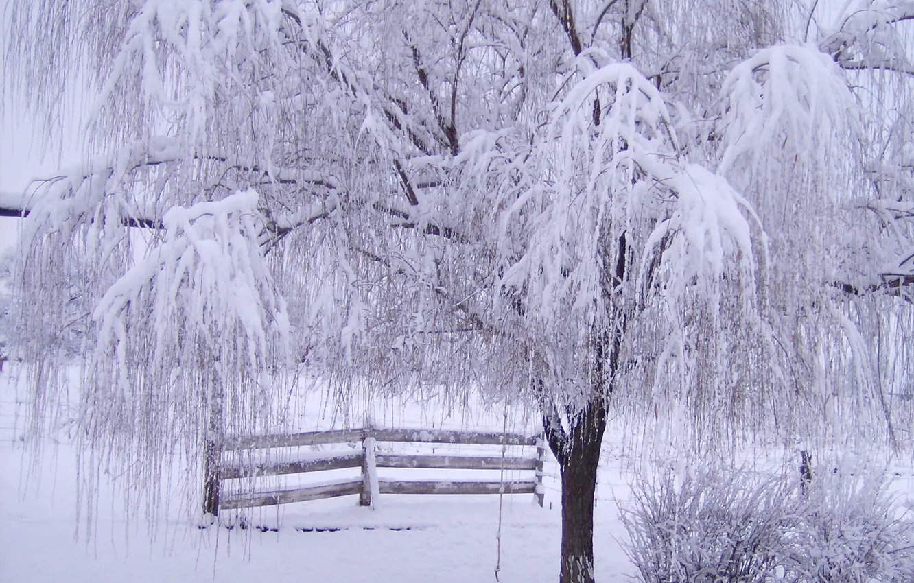 Фото обои иней, снег, ветки, дерево, забор, Зима
