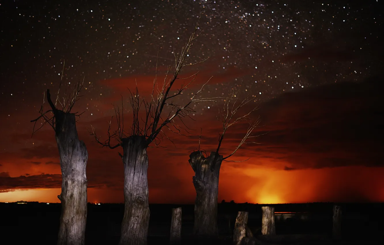 Фото обои небо, деревья, ночь