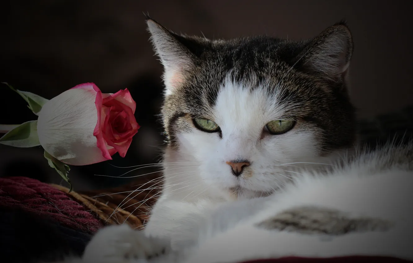 Фото обои кошка, цветок, кот, взгляд, роза