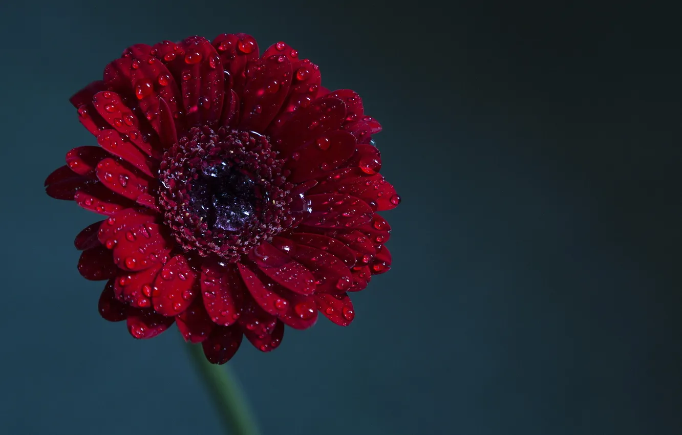 Фото обои фон, Red, Gerbera