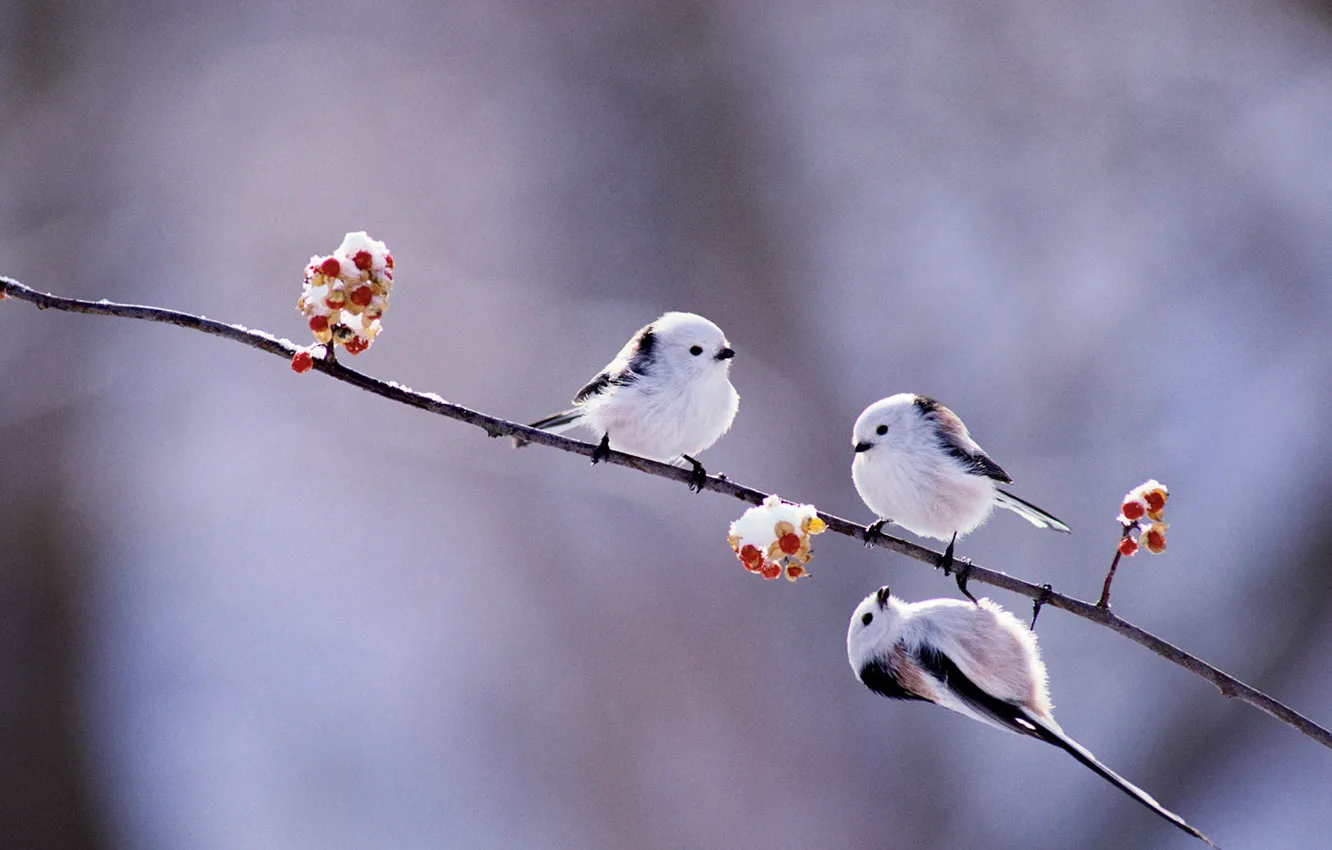 Фото обои зима, птицы, ягоды, ветка, Япония, Хоккайдо, длиннохвостая синица