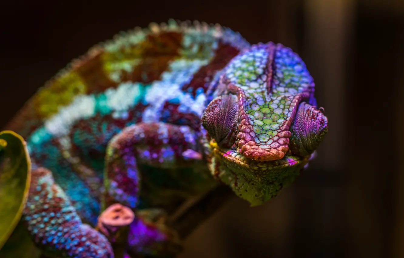 Фото обои Цвет, Ящерица, Хамелеон, Голова, Рептилия, Head, Reptile, Animals