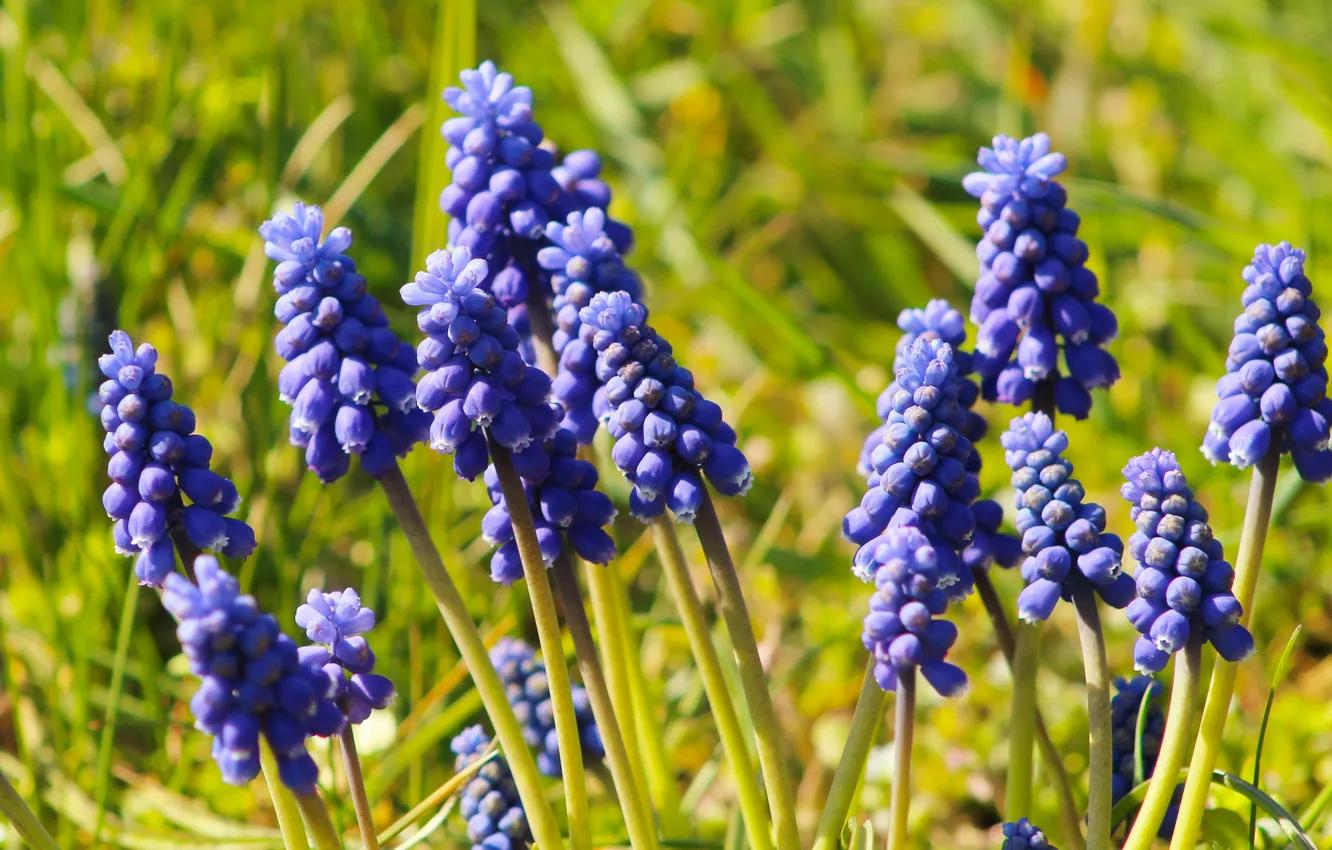 Фото обои flower, blue, spring