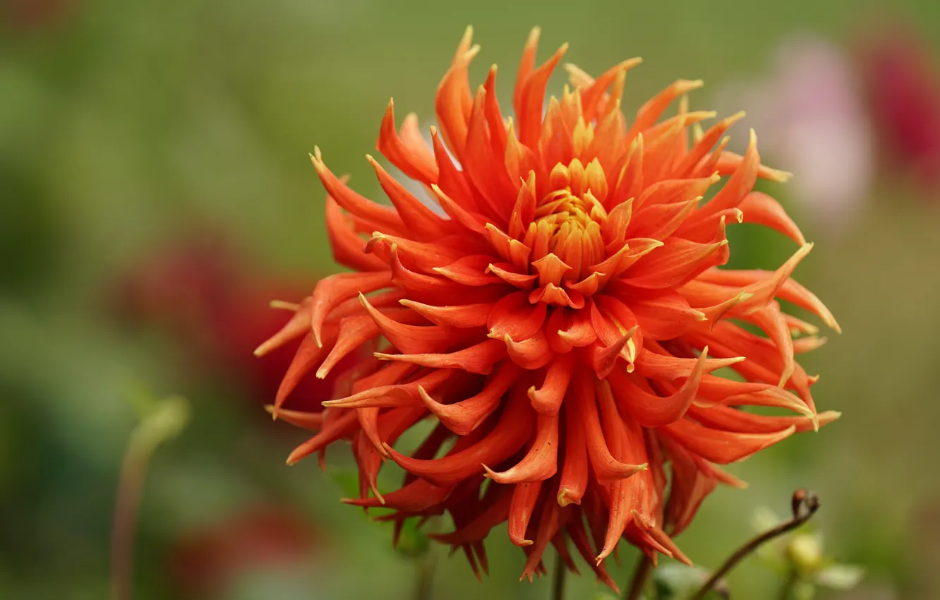 Фото обои цветок, фон, оранжевая, георгина, боке, яркая
