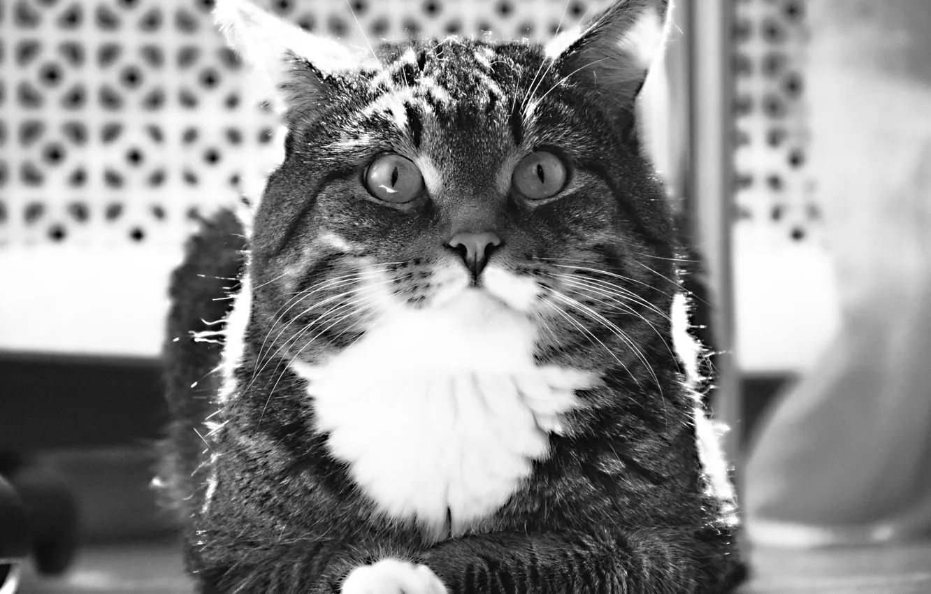 Фото обои глазки, Котик, черно-белое, полосатый, ушки