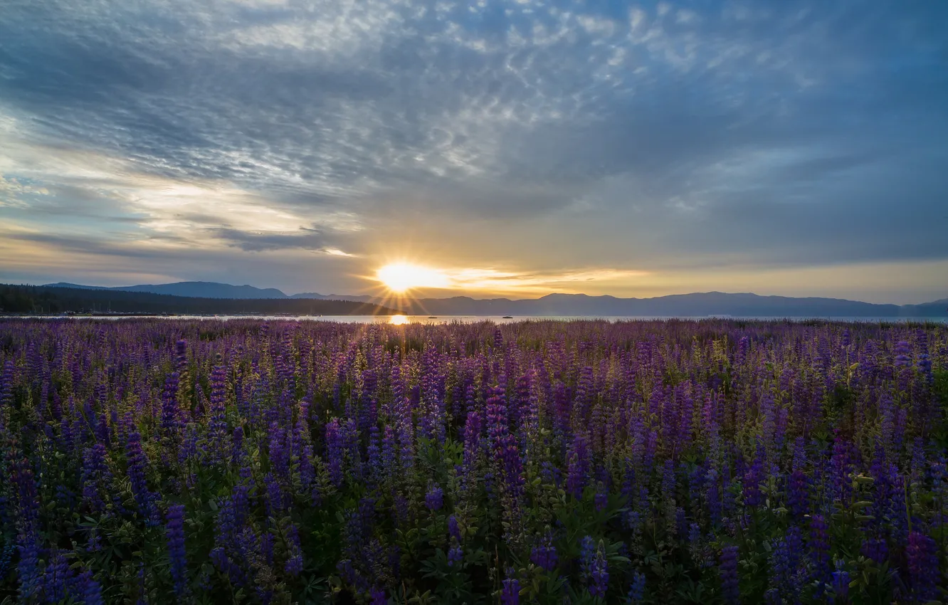 Фото обои цветы, озеро, восход, рассвет, луг, Калифорния, Невада, California