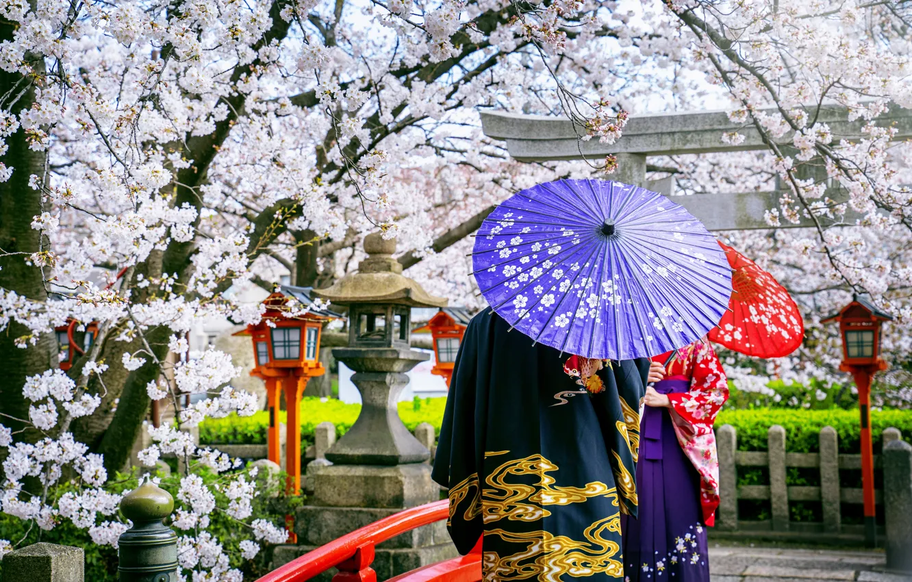 Фото обои мост, вишня, японка, весна, зонт, Япония, сакура, Japan