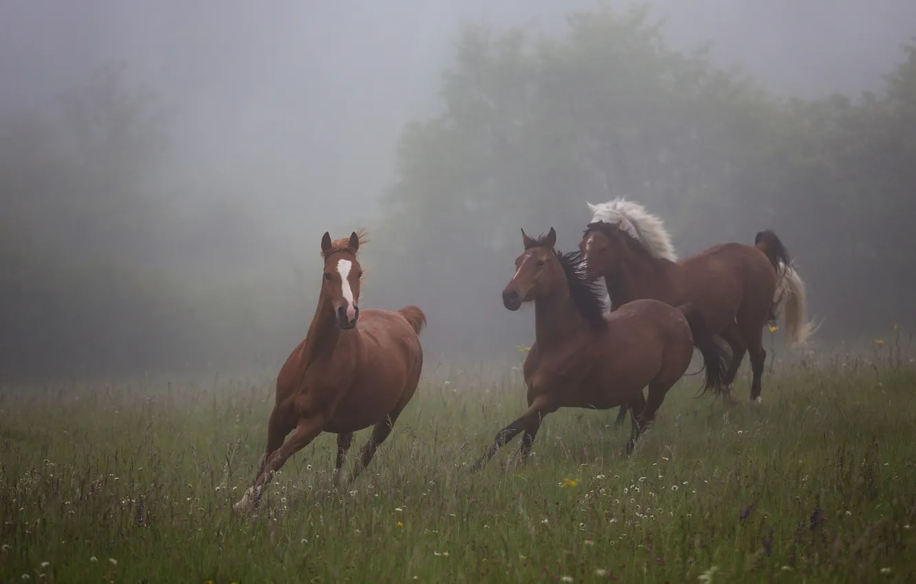 Фото обои поле, лето, трава, деревья, природа, туман, настроение, конь