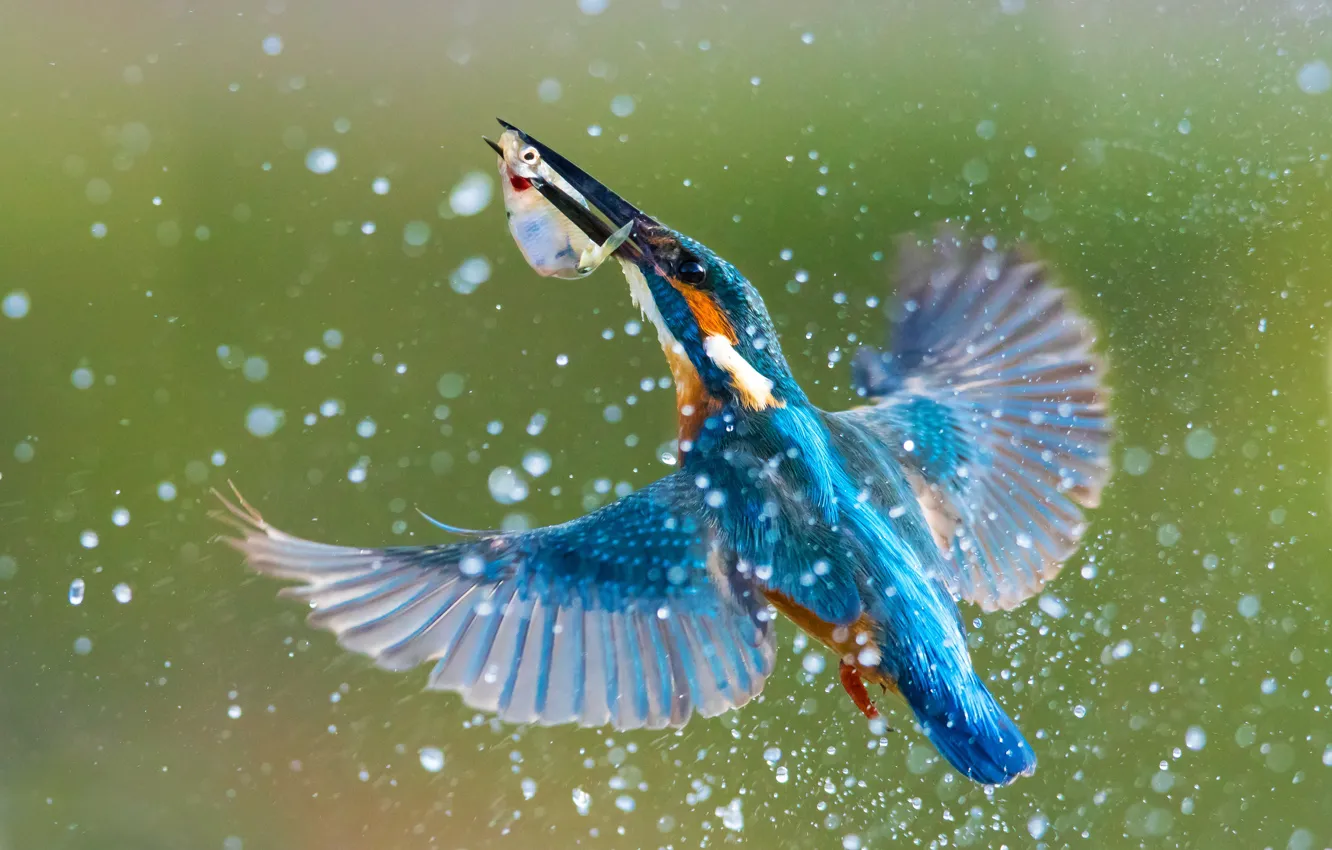 Фото обои вода, брызги, птица, крылья, рыба, зимородок, kingfisher, улов