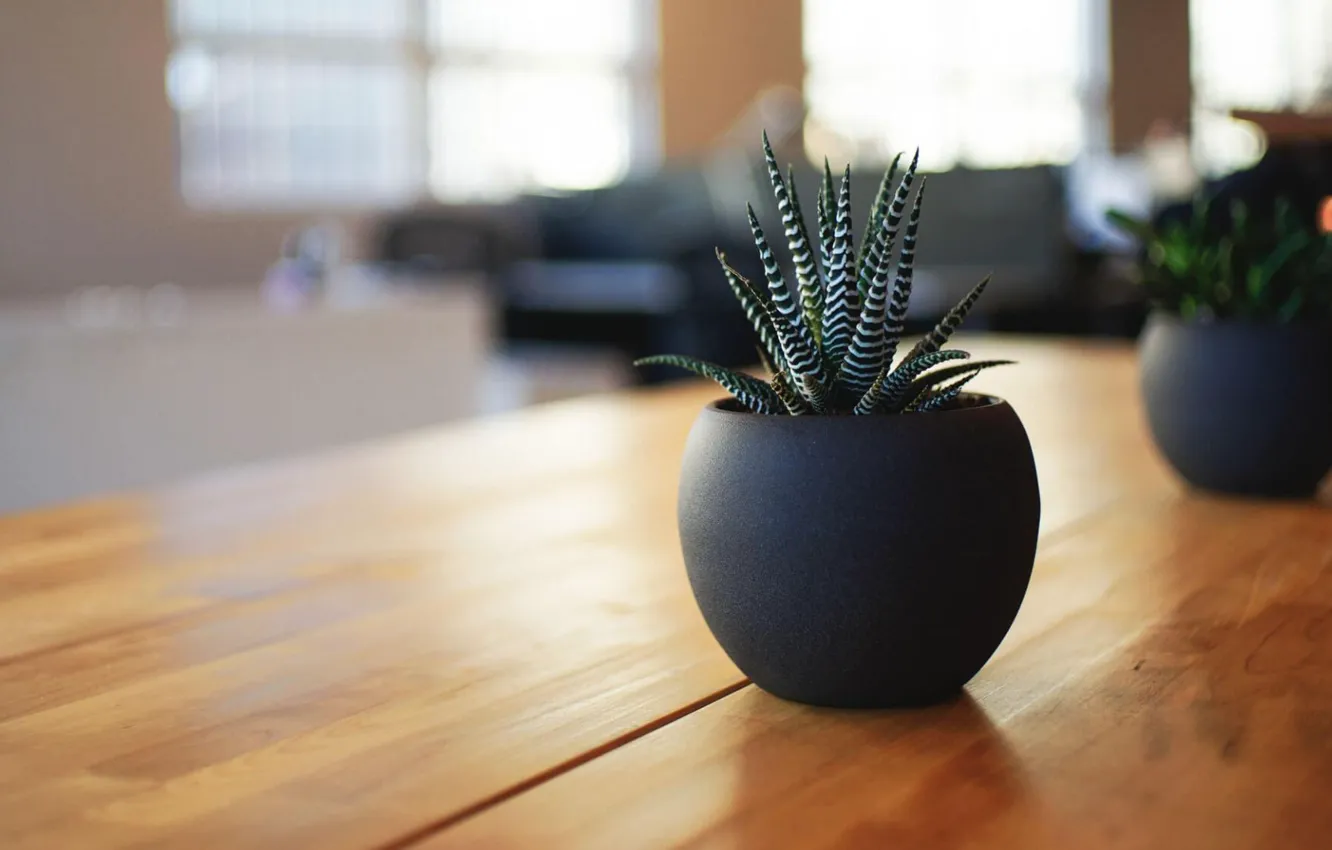 Фото обои стол, растение, вазон