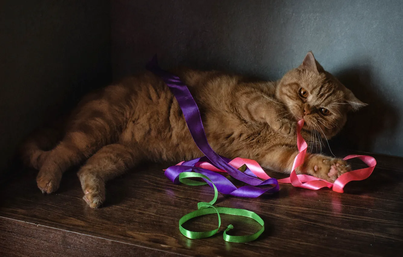 Фото обои ленты, рыжий кот, котейка