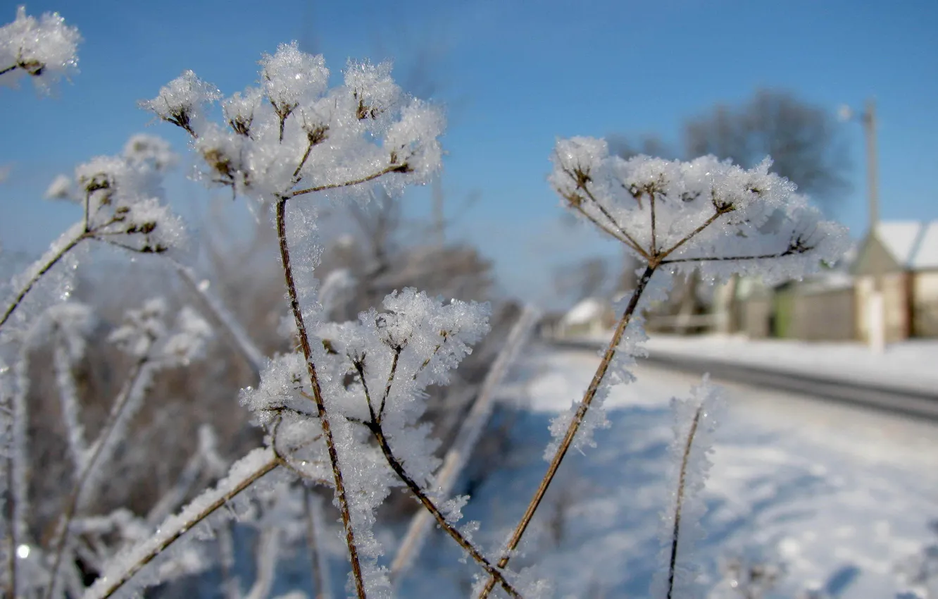 Фото обои зима, снег, растения, winter, snow