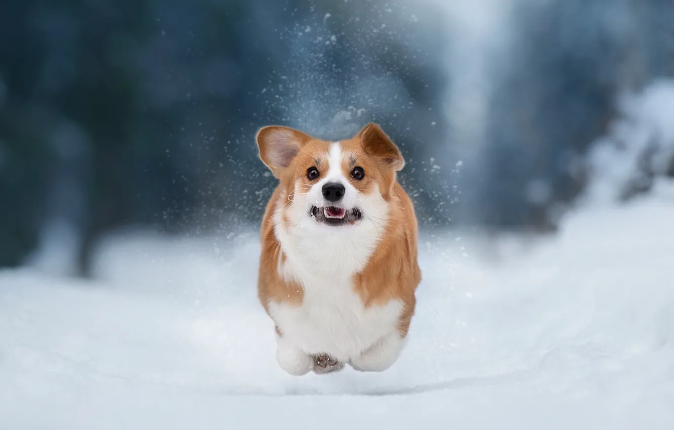 Фото обои зима, снег, природа, собака, бег, пёс, корги, Anna Oris
