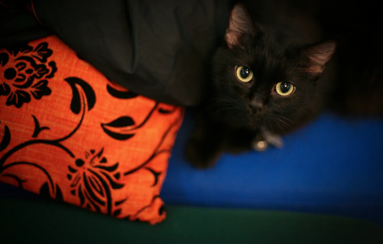 Фото обои кошка, кот, взгляд, черная, лежит, подушка