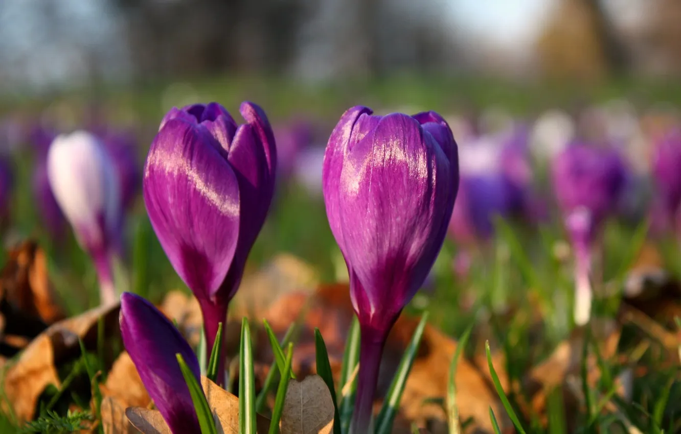 Фото обои поляна, весна, фиолетовые, крокусы