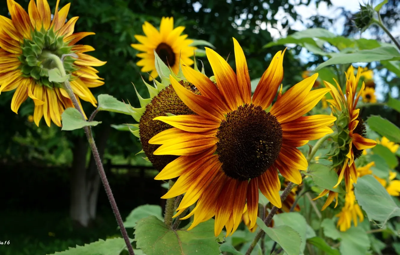 Фото обои flower, yellow, spring, sunflower, blooming