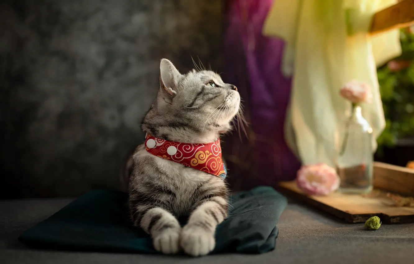 Фото обои кошка, кот, взгляд, цветы, поза, окно, ткань, лежит