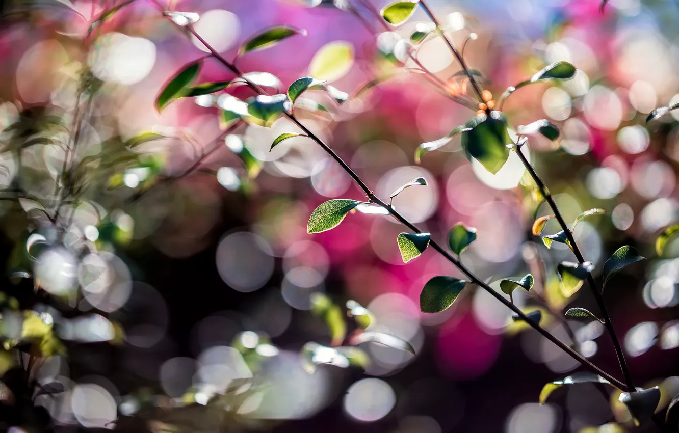 Фото обои листья, макро, ветки, боке