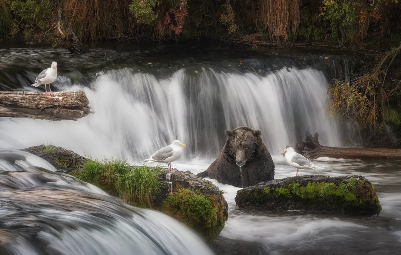 Фото обои птицы, камни, чайки, водопад, медведь, купание, водоем