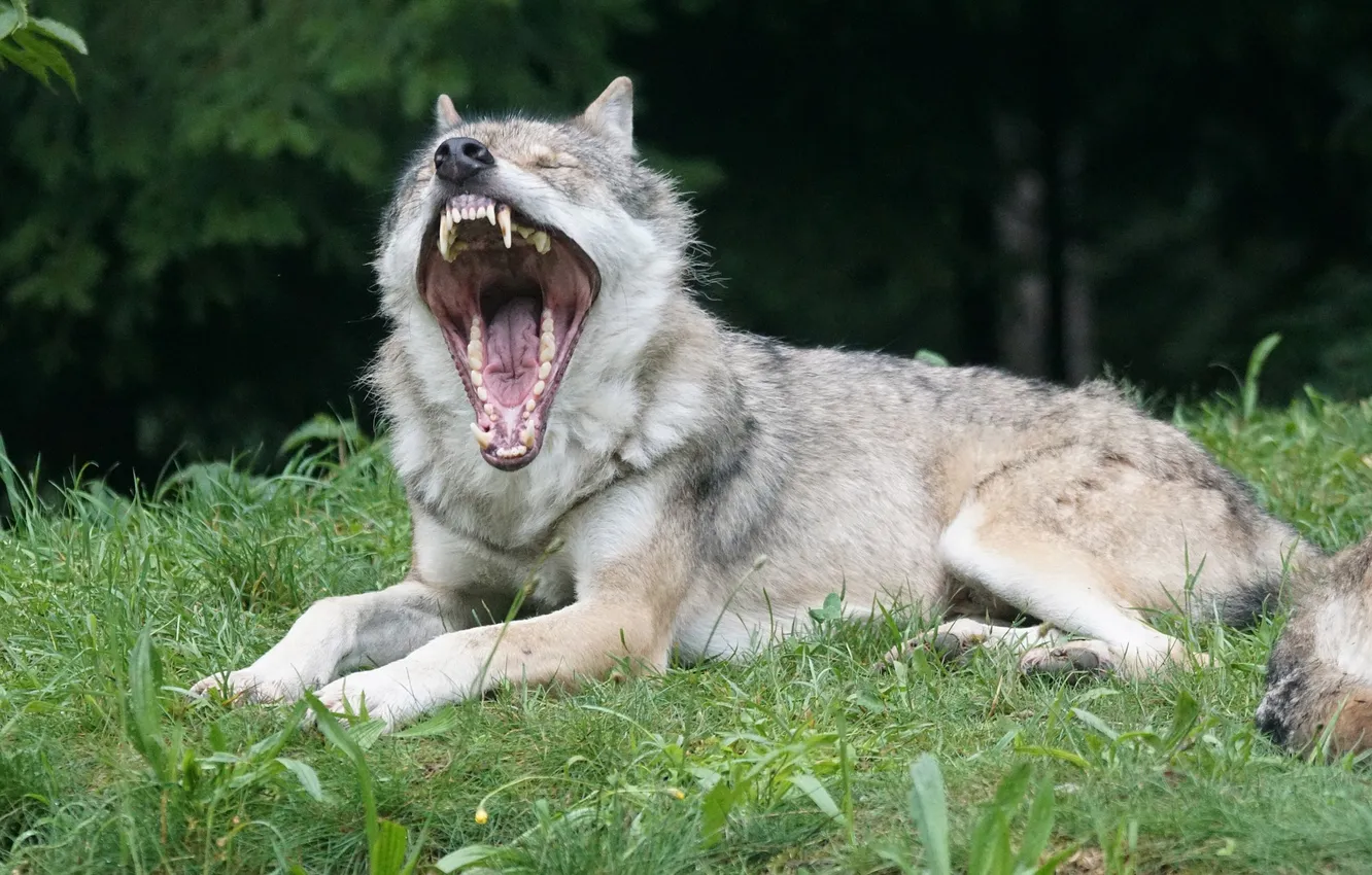 Фото обои fantasy, nature, art, snow, predator, face, animal, wolf