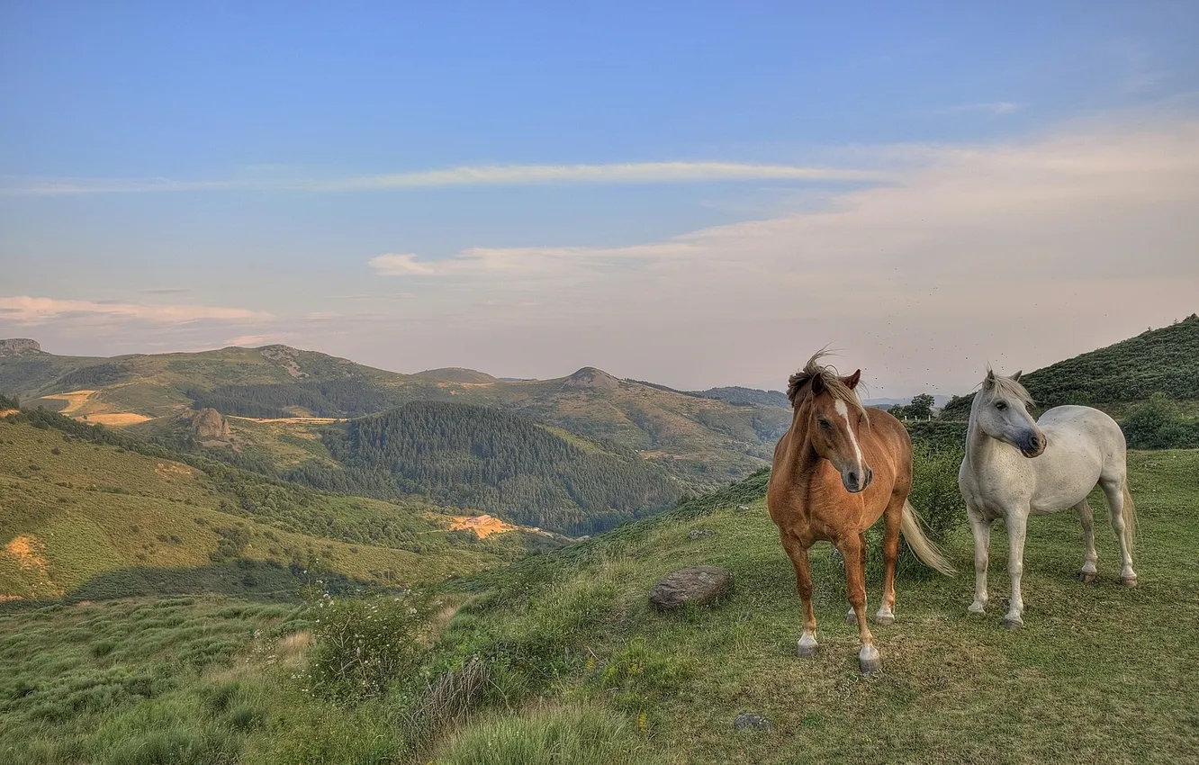 Фото обои пейзаж, горы, лошади