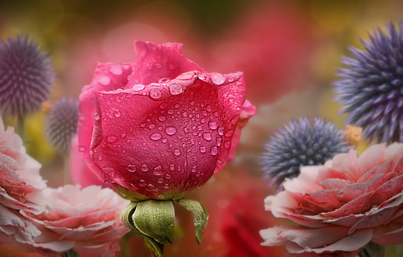 Фото обои цветы, природа, роза