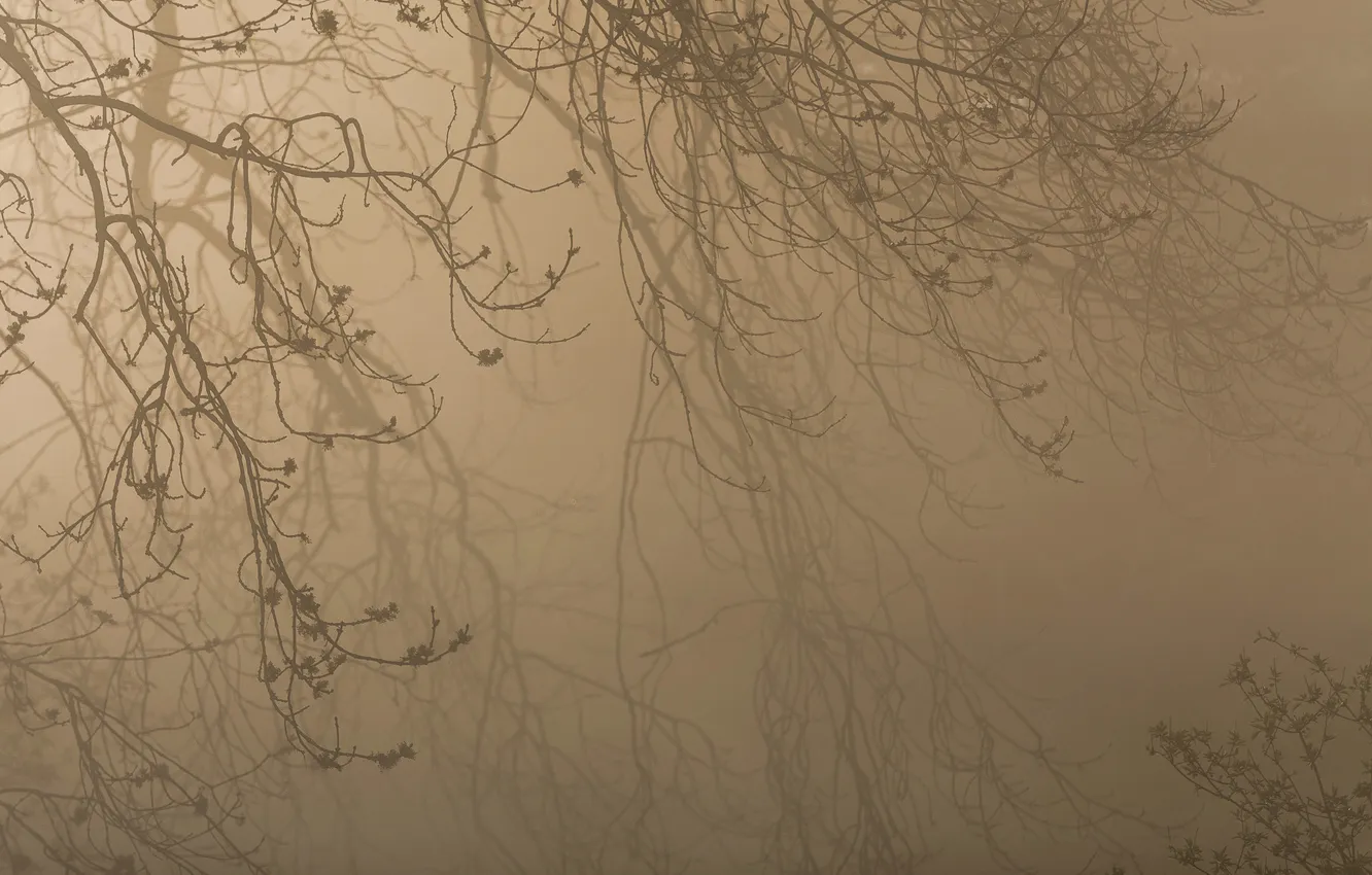 Фото обои деревья, ветки, туман