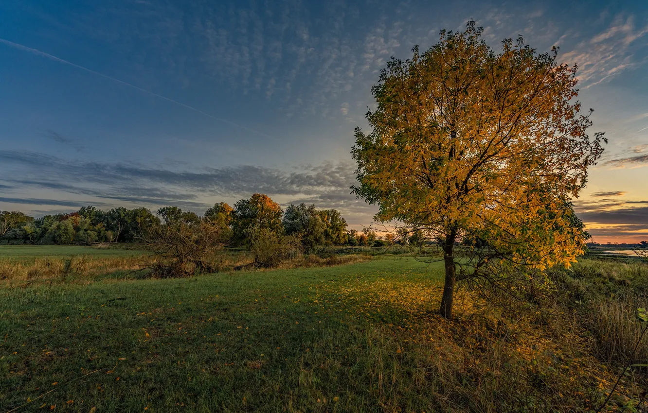 Фото обои небо, трава, фото, дерево