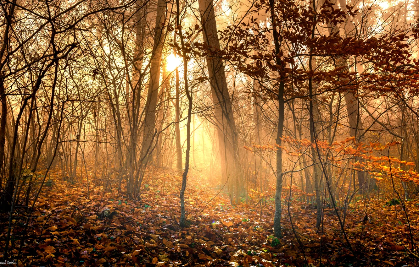 Фото обои лес, листья, солнце, свет, деревья, ветки