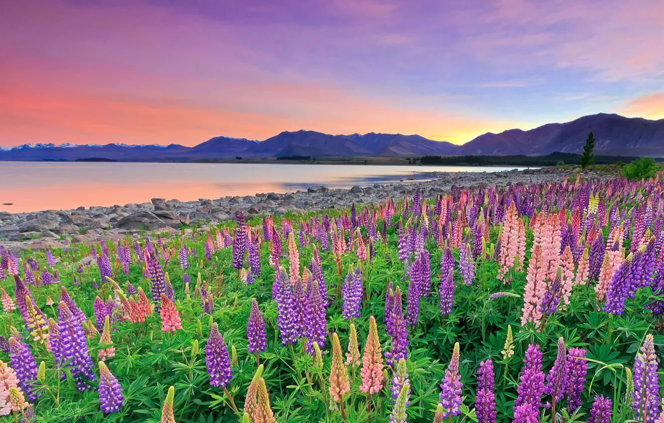 Фото обои цветы, горы, озеро, Новая Зеландия, New Zealand, Lake Tekapo, люпины, Южные Альпы