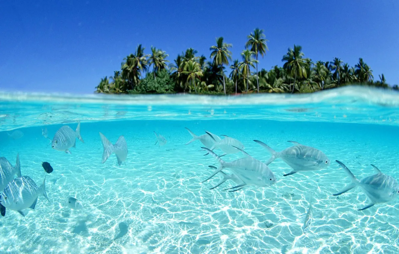Фото обои вода, рыбы, океан, остров, underwater, tropical island